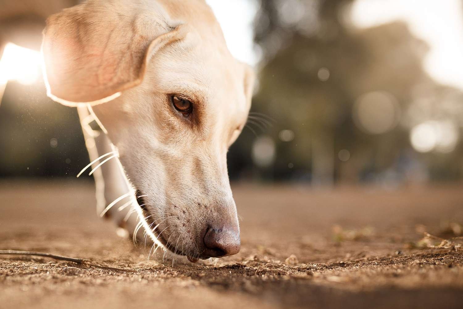 Nose work for dogs